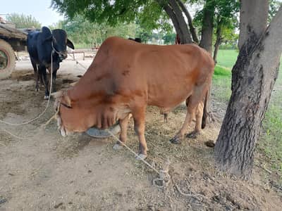 03466883552 Whtsap  Ghar ka pala Howa Daand For Sale