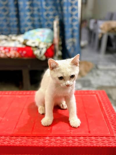 Persian kittens