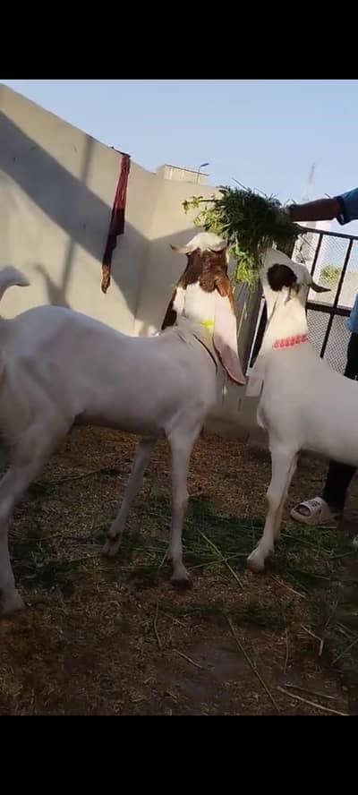 QURBANI BAKRA FOR SALE