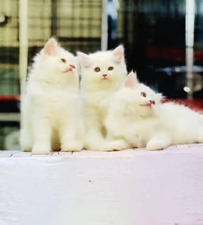 Persian cat triple kot,for sale,my WhatsApp 03493317649