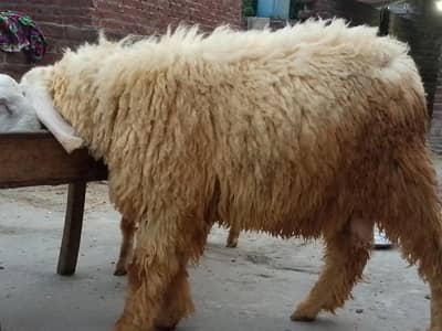 4 kajla for sale