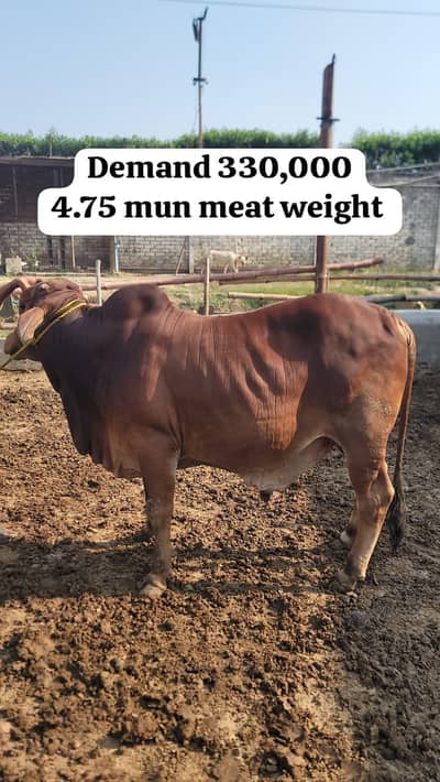 Qurbani Eid Animals