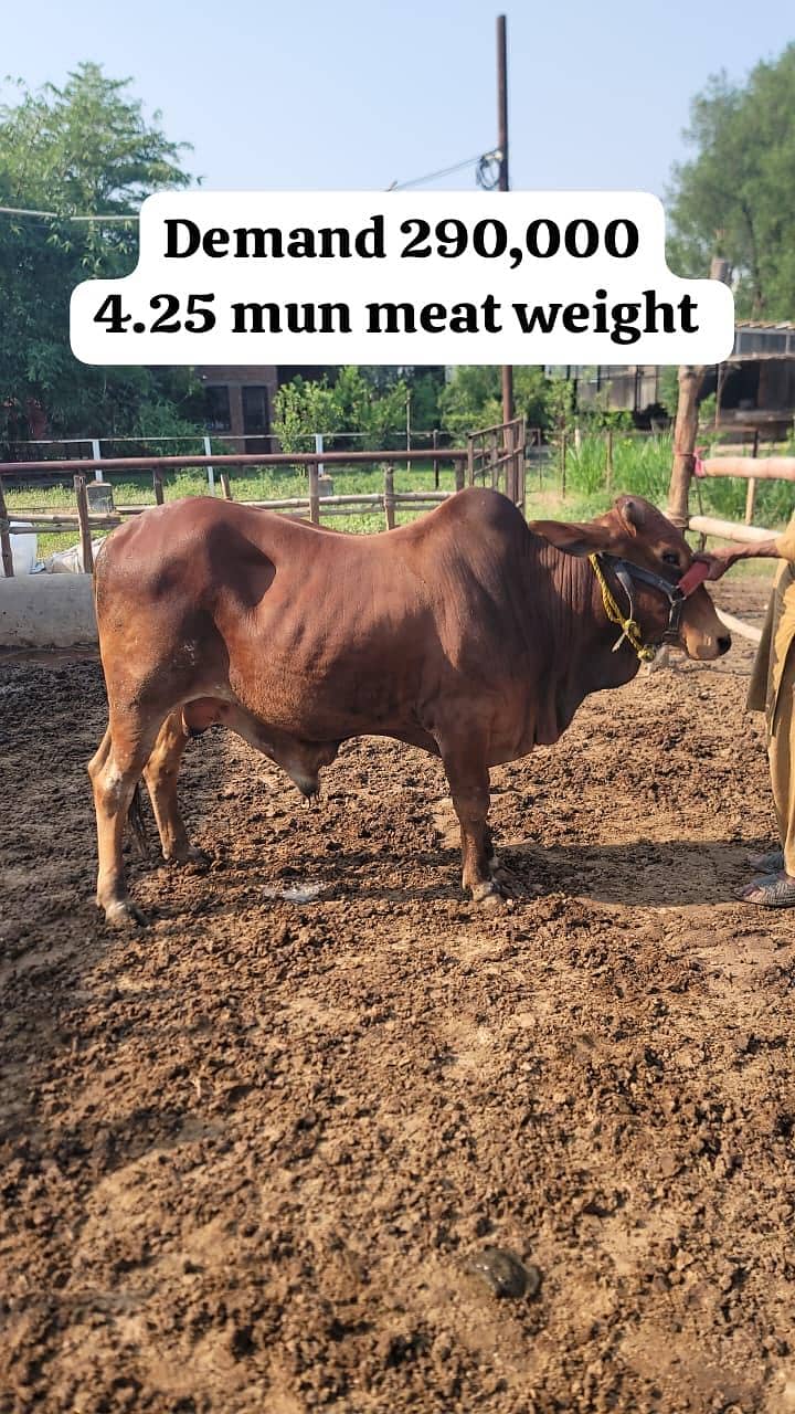 Qurbani Eid Animals 1
