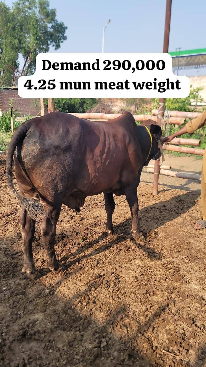 Qurbani Eid Animals 2