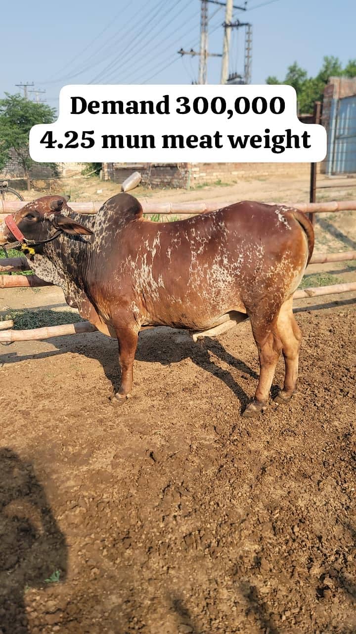 Qurbani Eid Animals 3