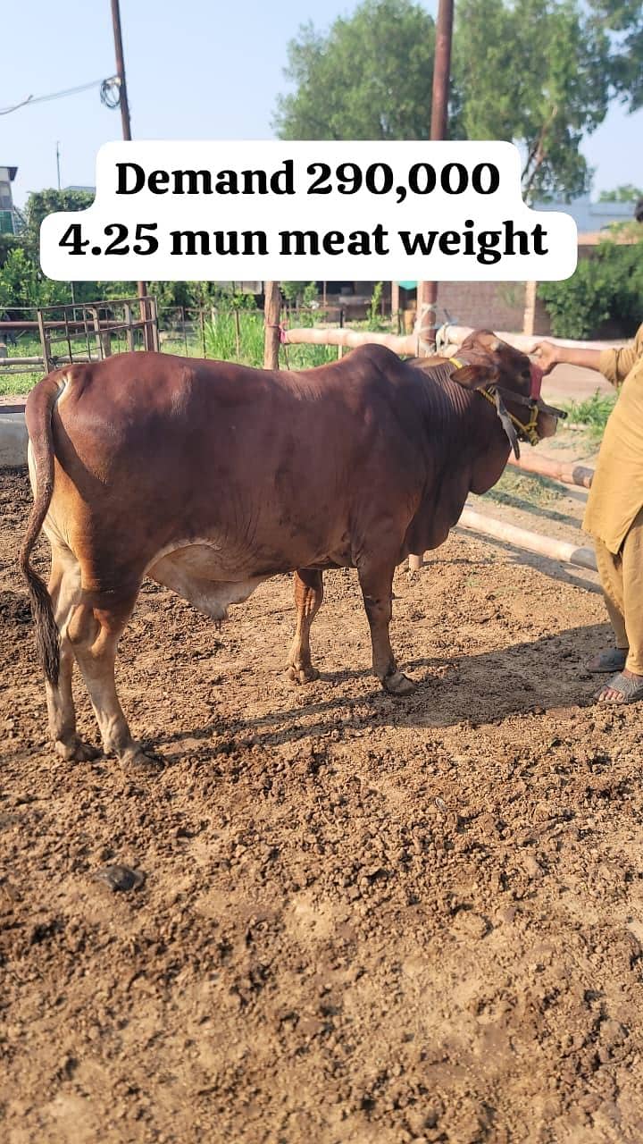 Qurbani Eid Animals 4