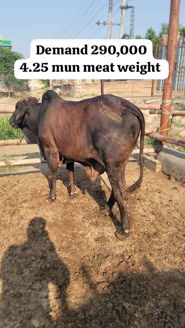 Qurbani Eid Animals 5