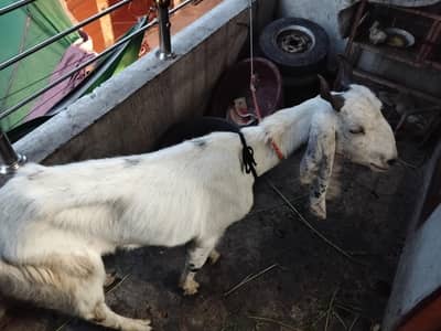 Bakra male 2 dant
