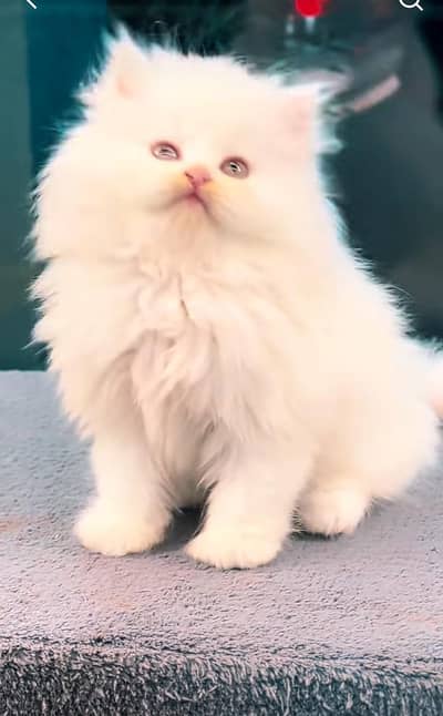 Persian cat triple kot,for sale,my WhatsApp 03493317649