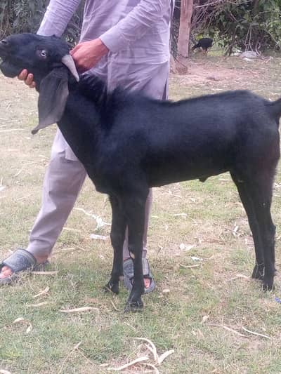 Bakra, goat, qurbani