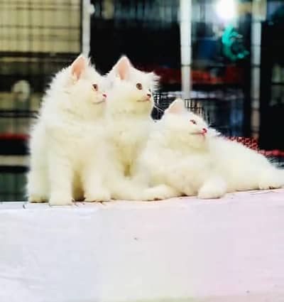 Persian cat triple kot,for sale,my WhatsApp 03493317649