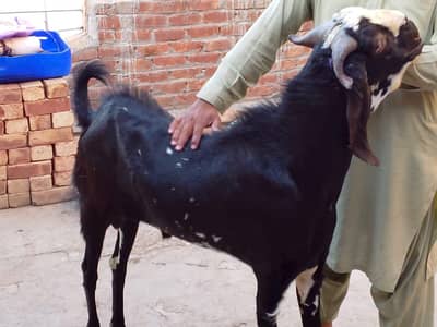 0331 4584054 For sale Bakra Ghr ka Pala huwa