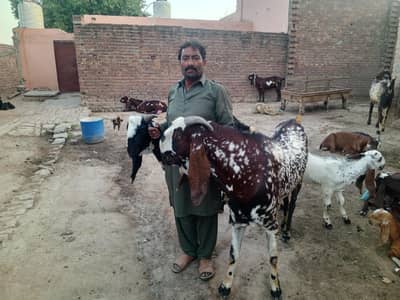 BROWN AND BLACK GOATS