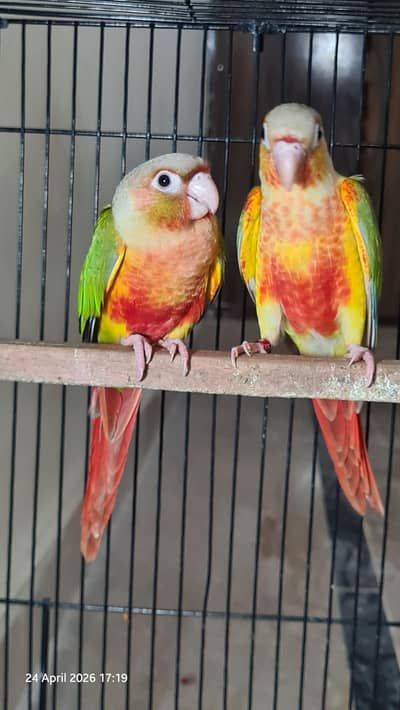 Split lutino conure parrot pair with mutation test and DNA test