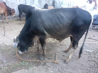 Qurbani bull for sale Islamabad