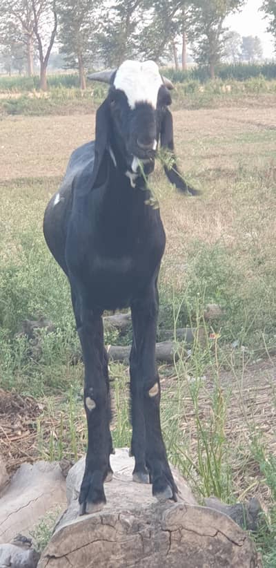 Bakra for Sale