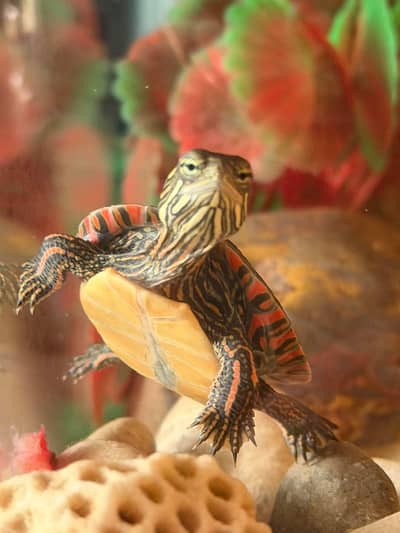 Turtle