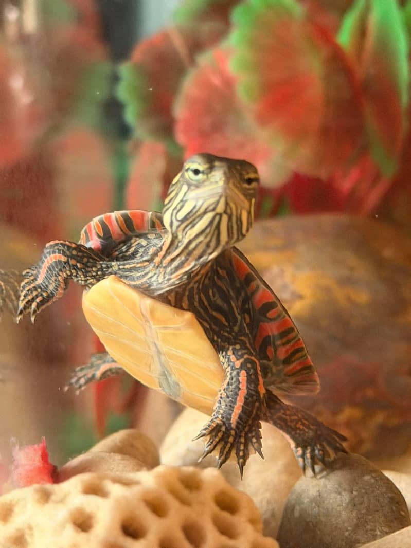Turtle 0