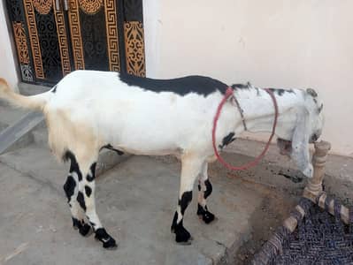 Qurbani Goat | Bakra | Sheep | bakra / بکرا / desi goat