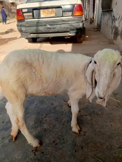 female sheep