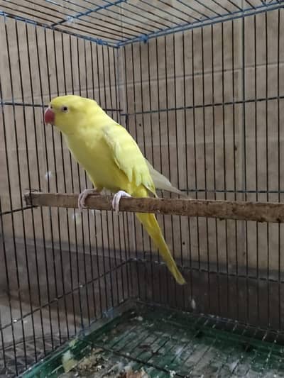 YELLOW RNGNECK FOR SALEE NAILLL TAILLL FLAYING ALL GUDD