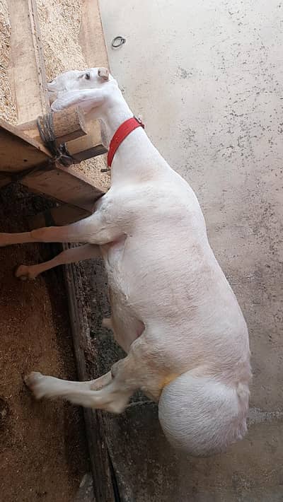 Top quality homebread chatray\dumbe for sale( pair\ single)