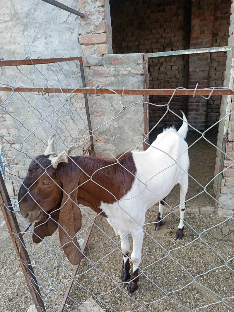 Bakra 0