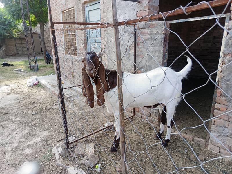 Bakra 1