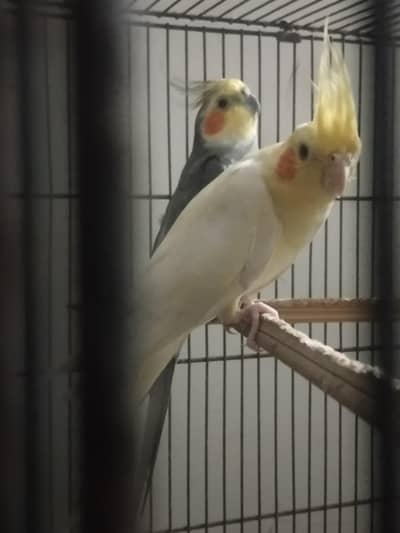 1 pair Cockteil + 2 budgies pairs for combined 5000 rs only
