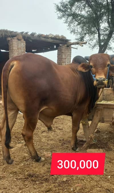 4 Healthy Qurbani Bails/Bulls / Dandh for Sale – Eid ul Adha 2026
