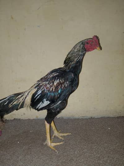 aseel murga