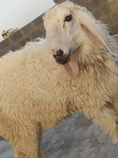 age 8 month jori available