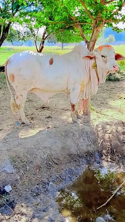  Pure gulabi (pink  nose) Cholistani Bachra