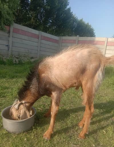 Desi Bakra for Qurbani eid