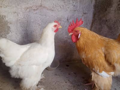 Heavy golden and white buff