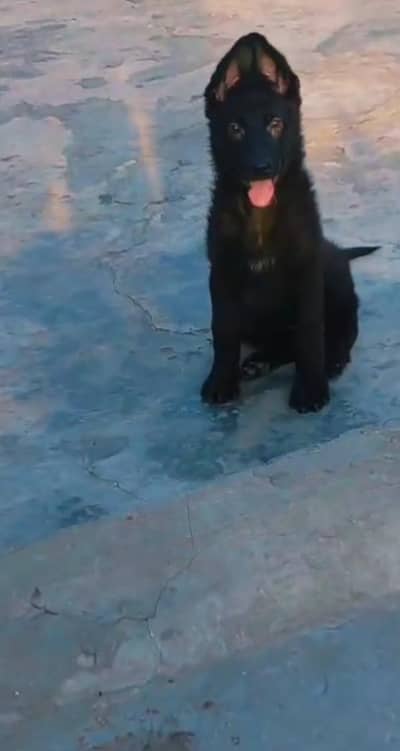 black shepherd female