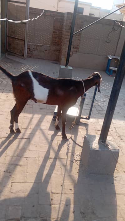 qurbani Ka Bakra for sale
