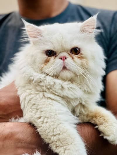 Male persian cat