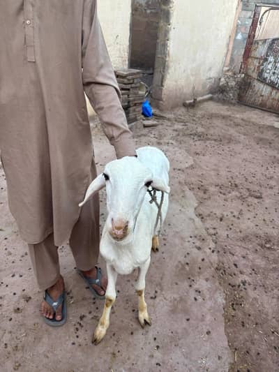qurbani k lia dumba for sale