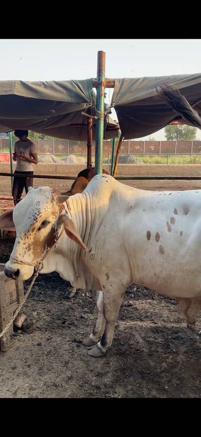 Qurbani Bull For Sale (Live Weight)