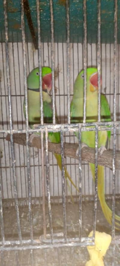 raw parrots