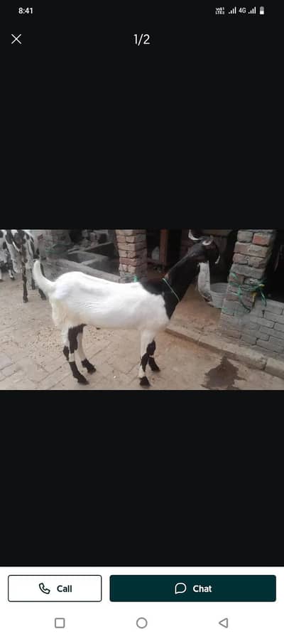 qurbani bakra
