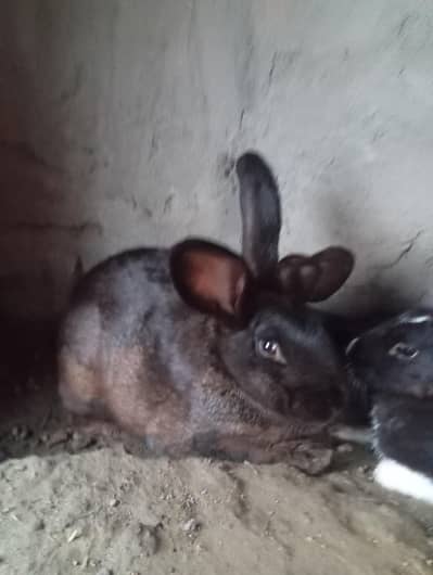 newziland california rabbit