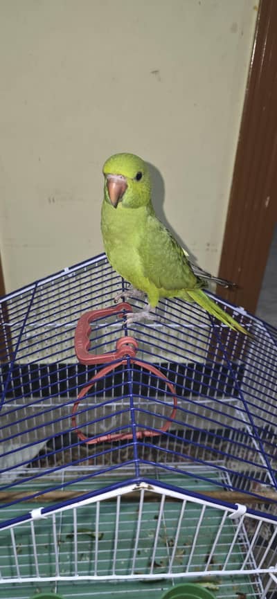 Parrot for Sale