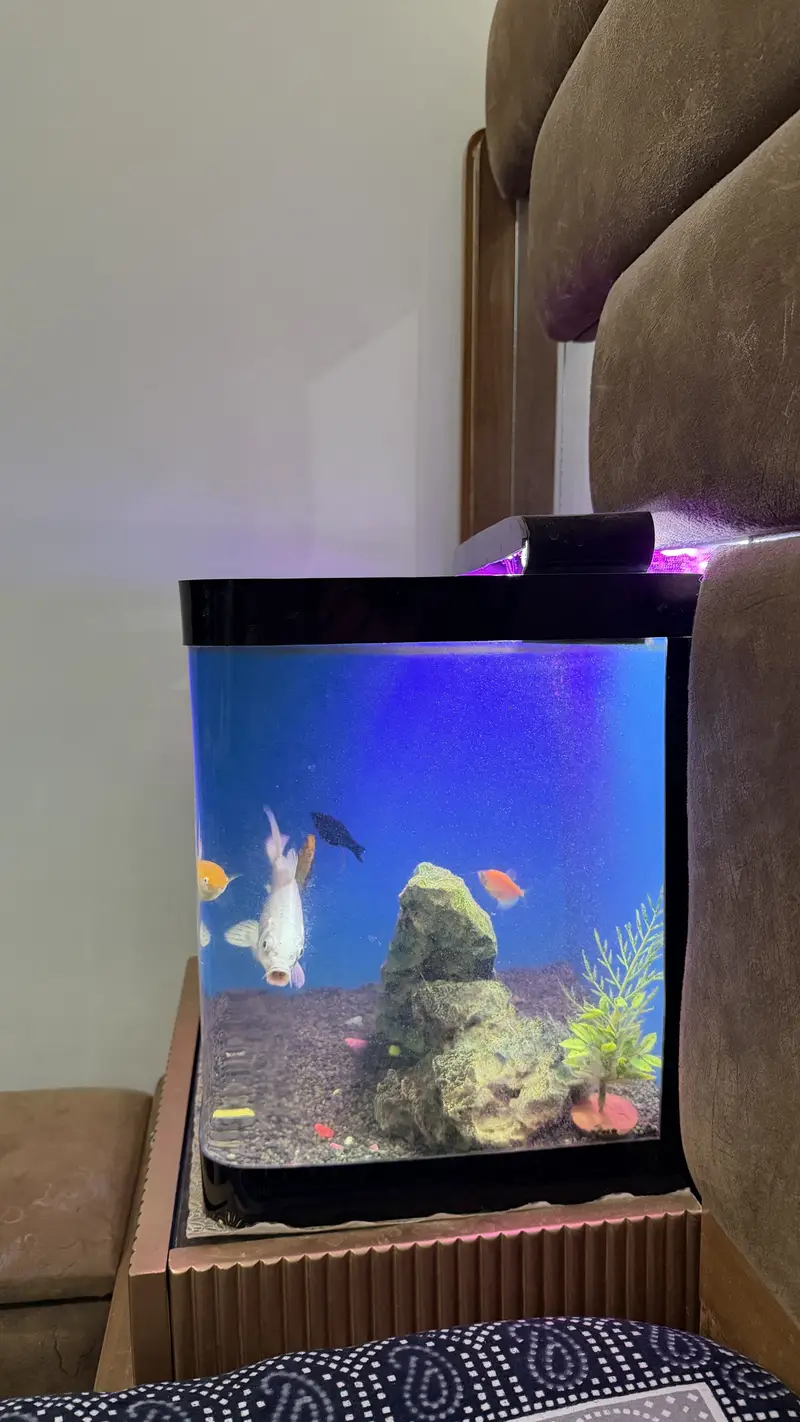 Table size Aquarium for Sale — photo 7