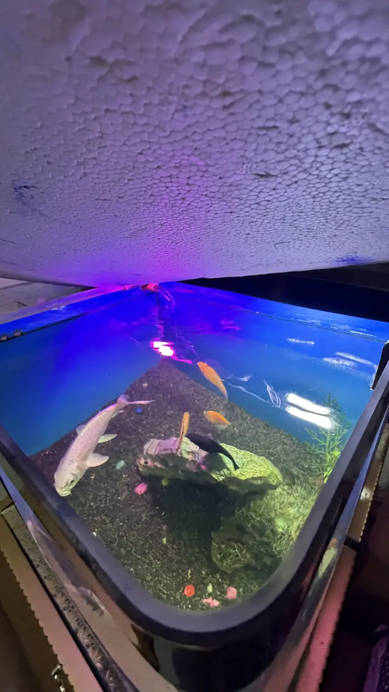 Table size Aquarium for Sale — photo 9