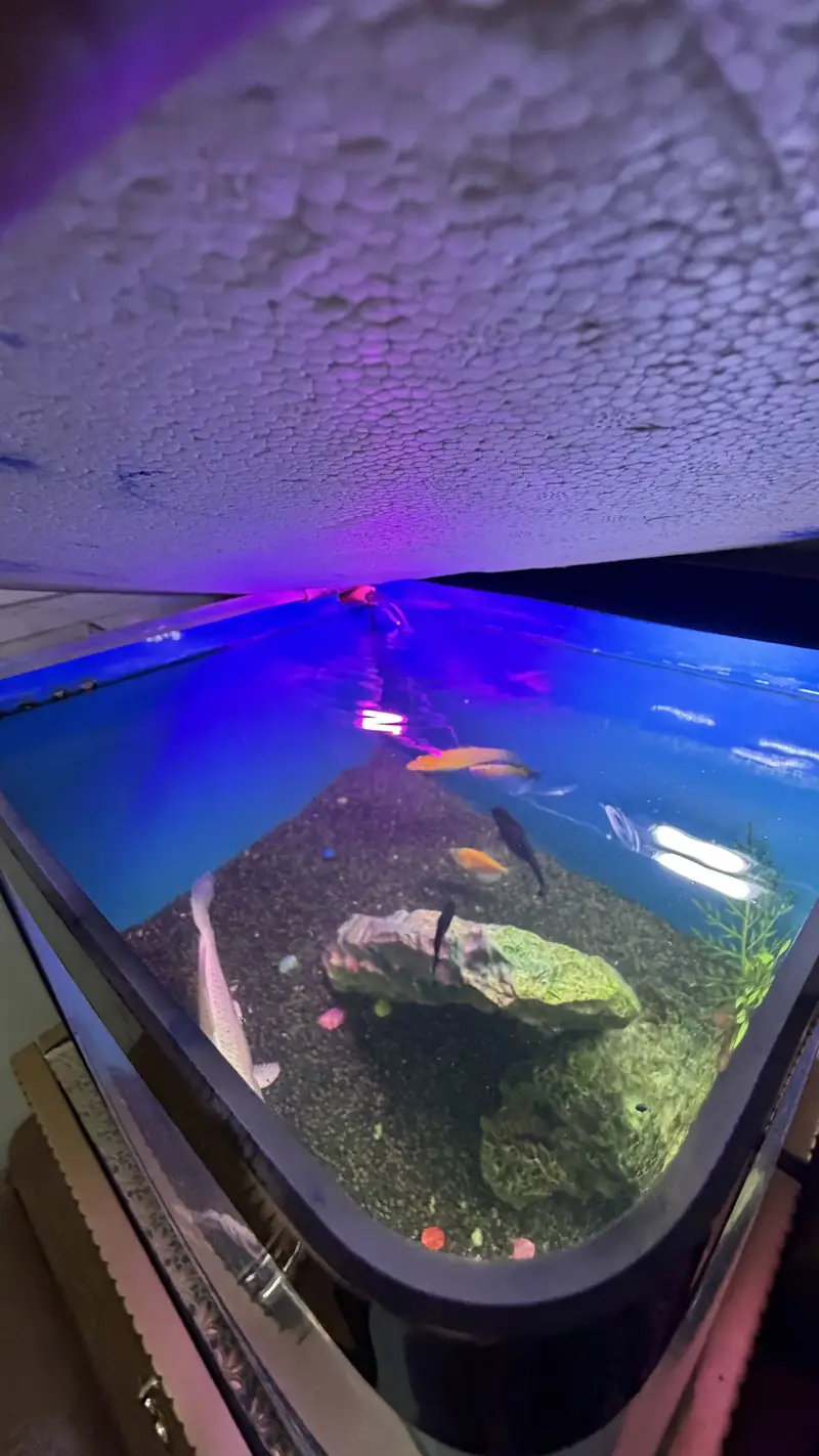 Table size Aquarium for Sale — photo 11