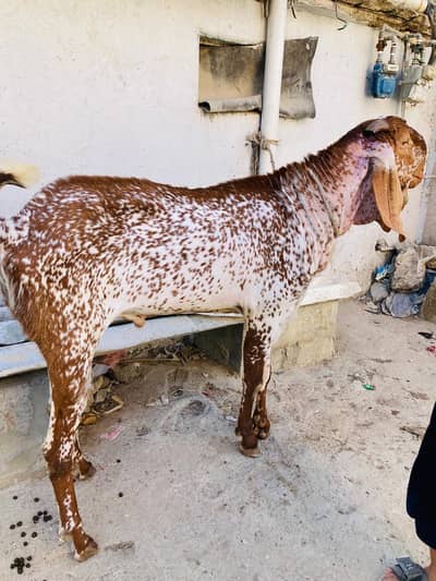 makhi cheena breeder 6dant  jumbo size