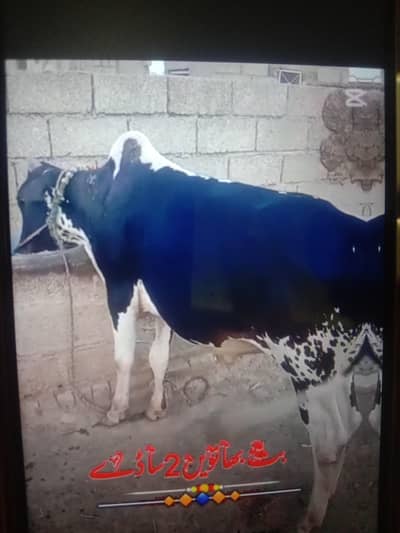 Qurbani bull