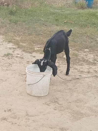 goats for sale